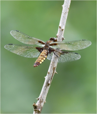 Femle Broad Bodied Chaser